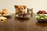 Alimentation du chien et du chat, les nouvelles modes