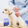 Visite chez le vétérinaire : comment rassurer votre chien ?