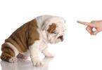 La coprophagie chez le chien : Les causes et solutions