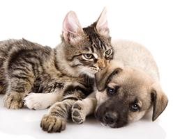 Alimentation du chien et du chat : ce qu'il faut savoir