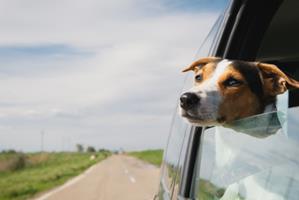 Train, avion, voiture : transporter votre animal