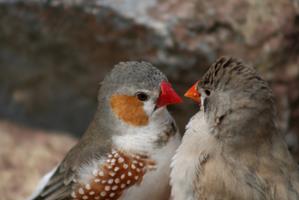 Le Diamant Mandarin ou "Mandarin"