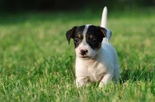 Séances de confirmation et manifestations canines - Juillet 2016