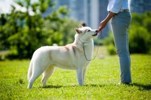 Séances de confirmation et manifestations canines - Juin 2016