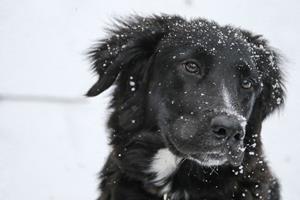 Le chien et l'hiver
