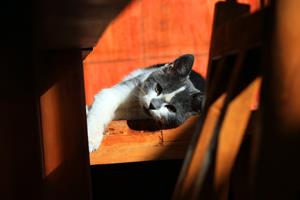 10 conseils pour augmenter l'espérance de vie d'un chat