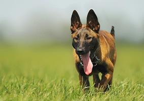 Séances de confirmation et manifestations canines - Avril 2016